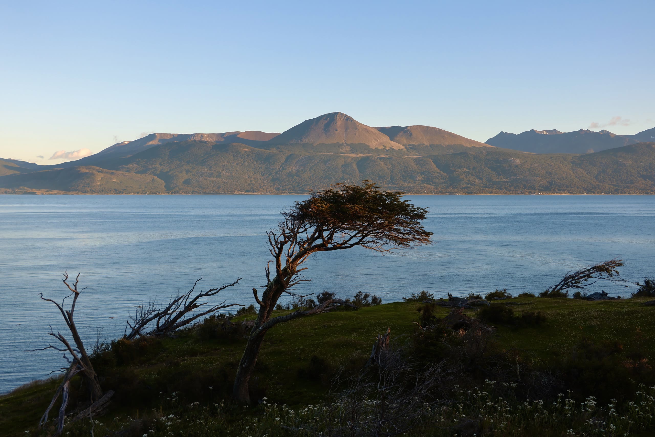 Una lenga doblada por el viento en la orilla del canal, con montañas detrás