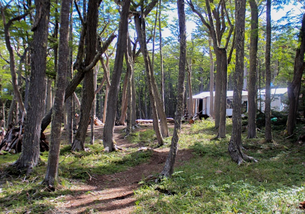 Bosque de lengas en la Isla Navarino.