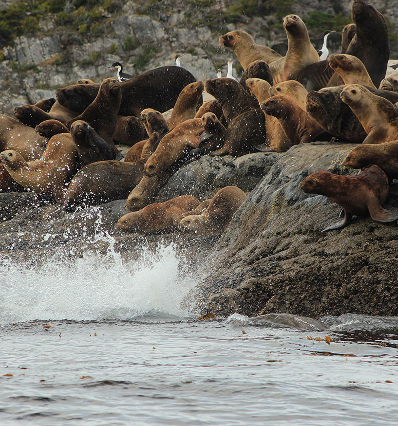Lobos marinos y aves sobre un islote del canal