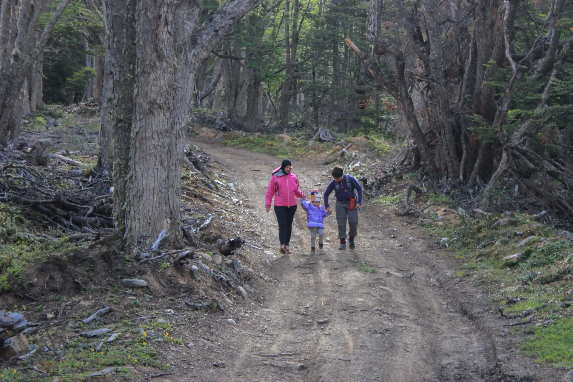 Una familia caminando por un sendero entre lengas.