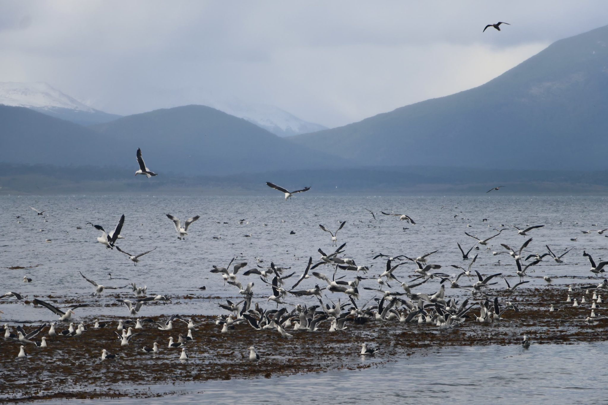 Bandada de aves sobre las aguas del canal, con montañas al fondo.