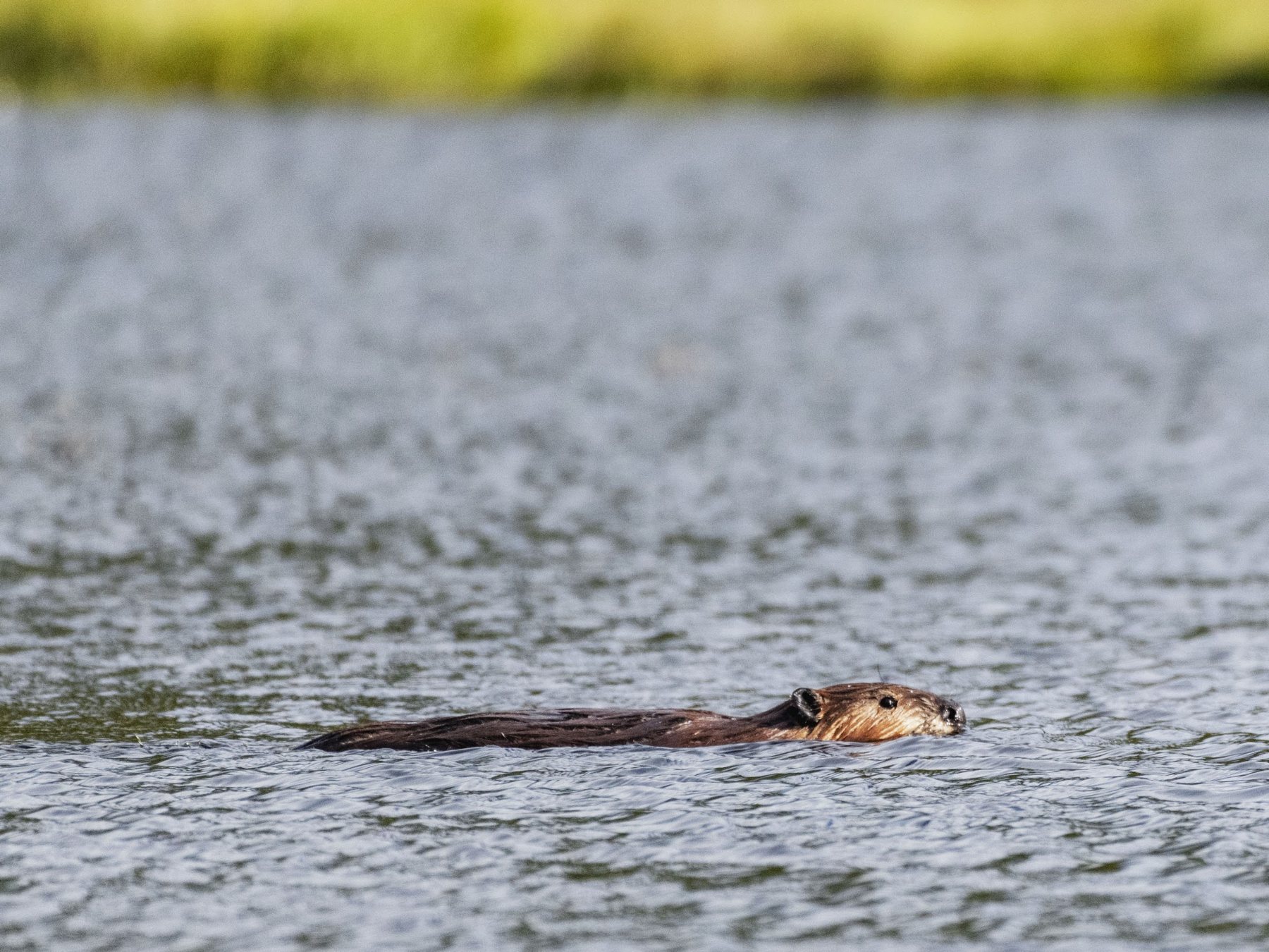 Un castor nadando en una laguna de la isla