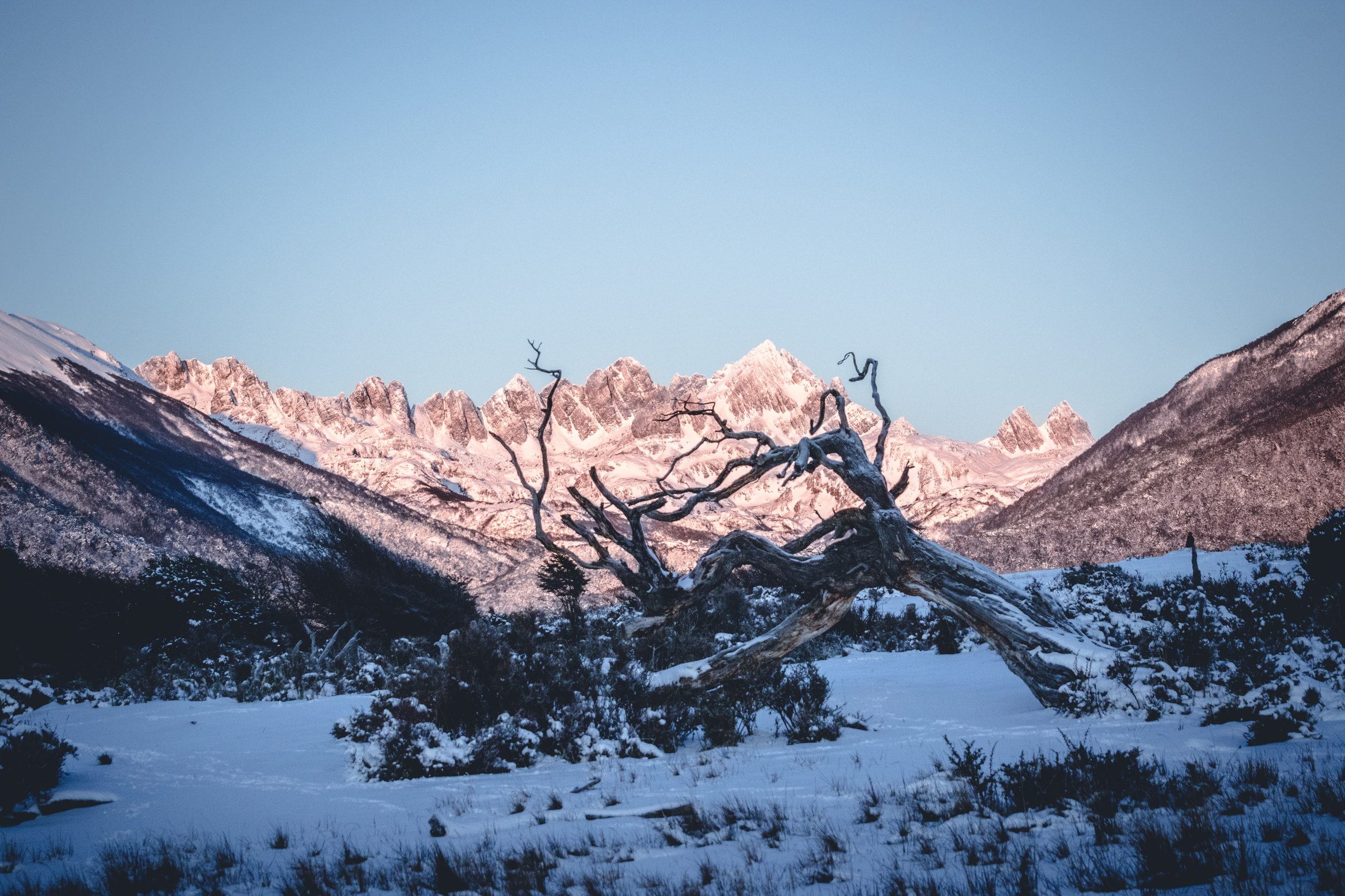 Los Dientes de Navarino nevados, con un árbol caído en primer plano.