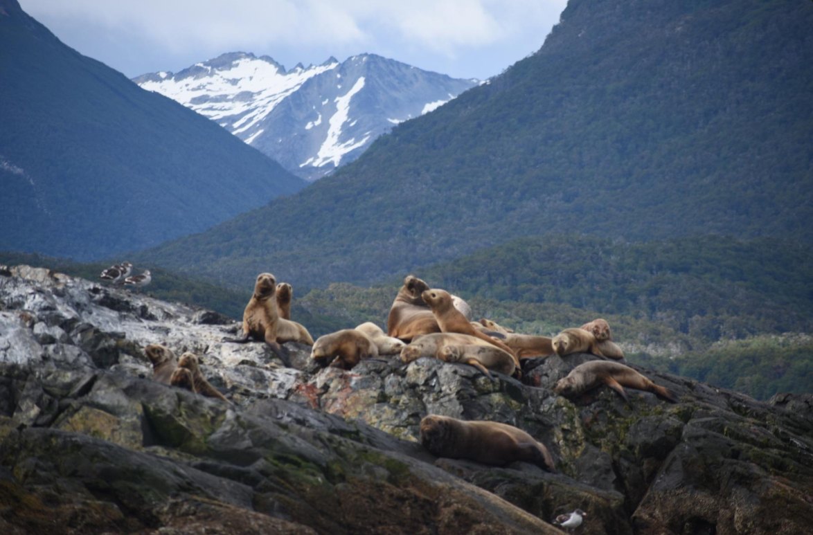Lobos marinos tomando sol sobre las rocas de un islote del canal, con montañas nevadas al fondo.